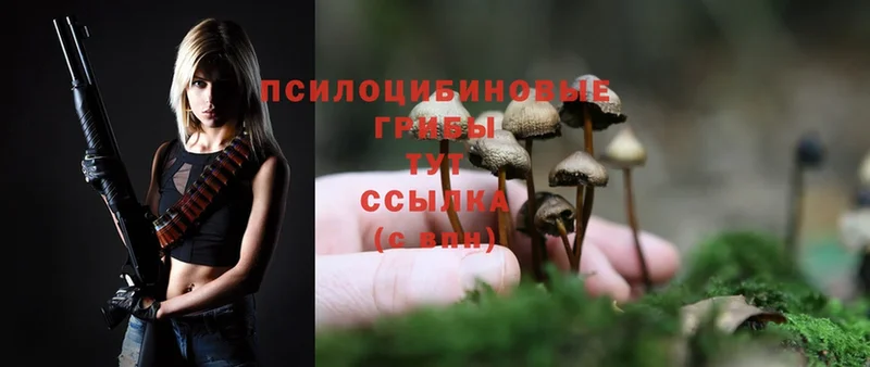 OMG ссылка  Гай  Галлюциногенные грибы Psilocybe 